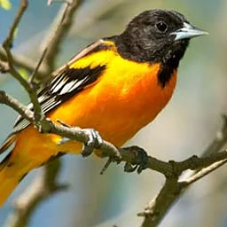 First Monday Bird Walk