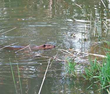 Free Environmental Education Programs (7/11/2026)