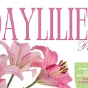 Daylilies – The Perfect Perennial