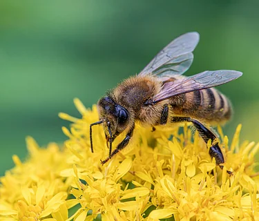 Little Wonders: Let’s Learn about Honey Bees – SOLD OUT