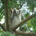 Nocturnal Animals Program