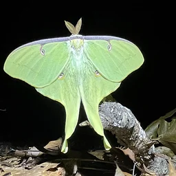 Heroes of the Night: Highlights from Mt. Cuba’s Moth Study (Online)