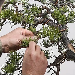2026 The Art of Bonsai: Dec-Thursday