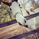 Excellent Equines