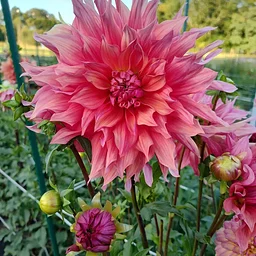 Dahlias and Cider After Hours