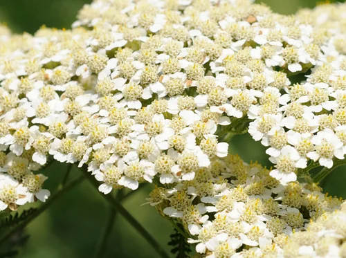 Twenty Native Plants for Food, Medicine, and More