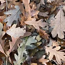Why Fall Leaves Add Value to Your Garden