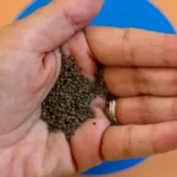 Craft Lab: California Poppy Seed Soil Balls