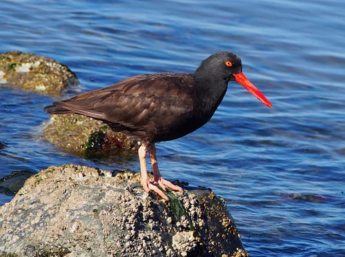 Spring Birding and Illustration