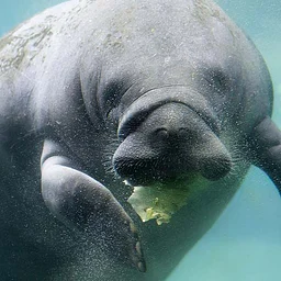 Conservation Connections: Manatee Awareness Month 2026