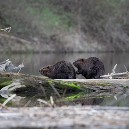 Beaver Camp! – a two-day retreat