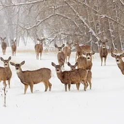 Winter Animals with naturalist Christina Roelofs