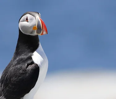 2026 Spring Birds of Acadia with Private Puffin Cruise