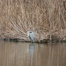 Bird and Nature Walk: Blue Heron Park