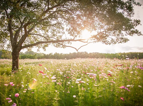 Seasonal Intentions Workshop