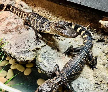 Tales and Scales: Alligator Encounter