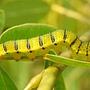 July Weekday Butterfly Walk