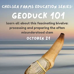Geoduck 101