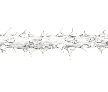 Botany for Botanical Illustration