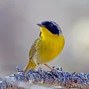 Spring is for the Birds – Part 2