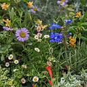 July Plant Sale: Mediterranean Garden