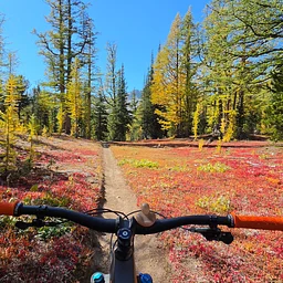 Larch Laps · Guided Fall Mountain Bike Rides