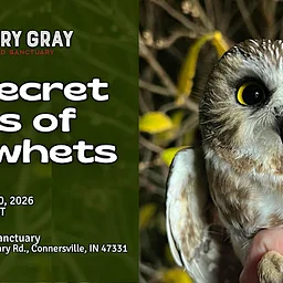 Saw-whet Owl Banding Workshop at Mary Gray