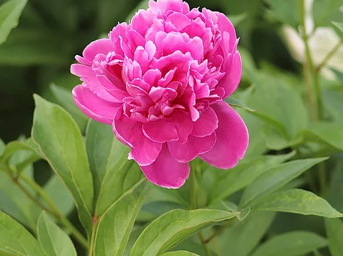Phelps-Hatheway School of Floral Arts: Peonies with Debora Reynolds