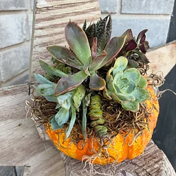 Succulent Pumpkin Pop-Up with Floriography 🍂🌿🍁