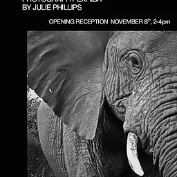 Artist Spotlight – Julie Phillips with ‘Perspectives’