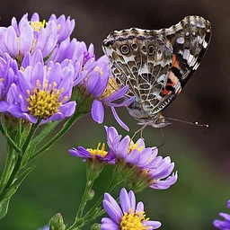 NEC Drop-in: Lovely Lepidoptera