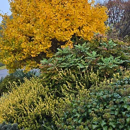 Monthly Garden Tour