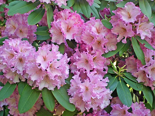 Ask a Horticulturist – Rhododendrons