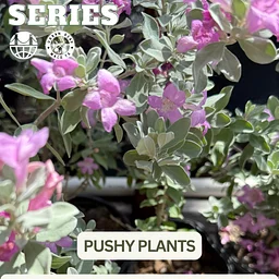 Free Community Workshop: Pushy Plants