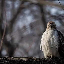 Hawk Talk