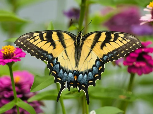 Week 9: Pollinator Power – SOLD OUT