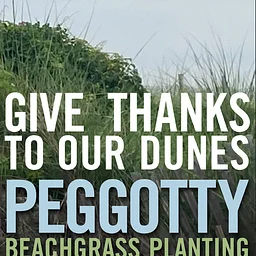 Beachgrass Planting at Peggotty Beach 2026