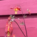 Last of the Season! Guided Garden Tour at the Pratt Museum Botanical Garden