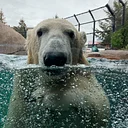 Polar Bear Program