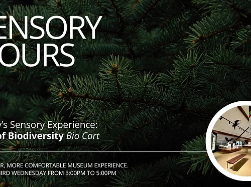 Sensory Hours | Pine Trees, Biodiversity Cart