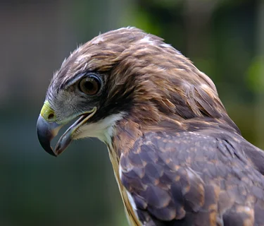 Hard of Hearing Night: Winged Wisdom