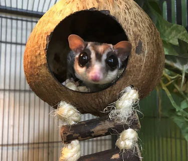 Animals for All: Caring for Exotic Critters