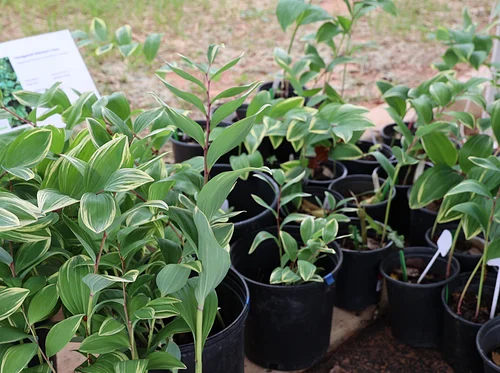 Spring Plant & Print Sale