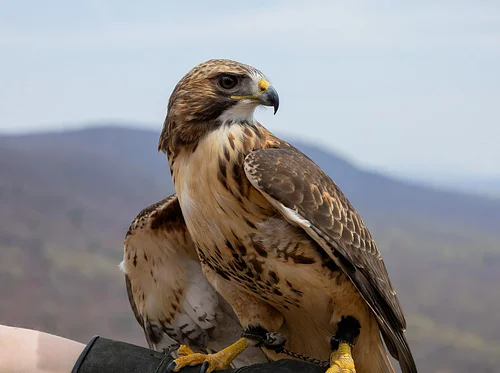 Live Birds of Prey Demo @ Thorn Alley Stage at GoggleWorks