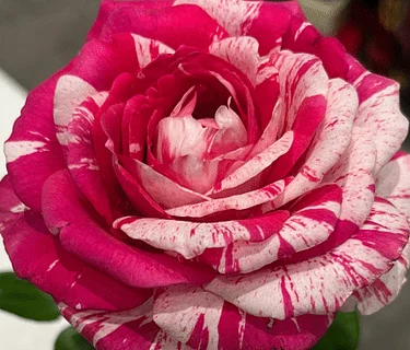 Gateway Rose Society Annual Rose Show