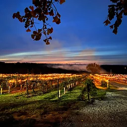 Lighting of the Vines Event ~ L.O.V.E.