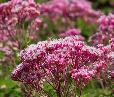 Urban Oasis: Gardening with Native Plants in Richmond City