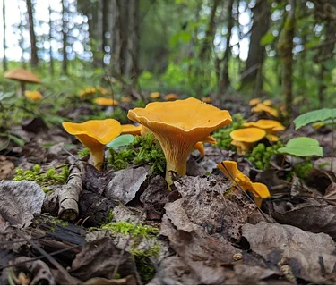 Chanterelles & Wild Edibles: Forage + Tasting- 12 July