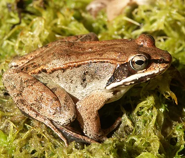 Marion’s vernal pools