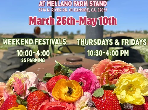 Strawberry U-Pick & Flower Fields Open